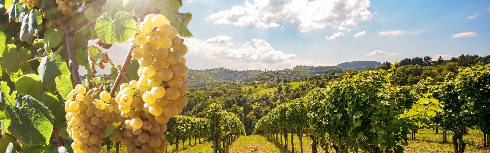Agricompet: gli scenari futuri del settore vitivinicolo italiano
